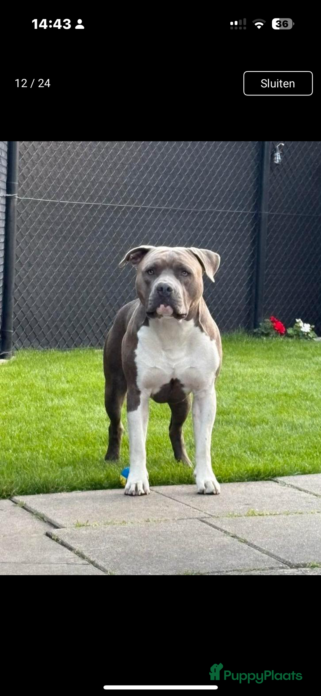 American Staffordshire Terriër honden ter dekking: Unieke Ervaren Amerikaanse Stafford bleu dekreu  in Gemert - Afbeelding 2