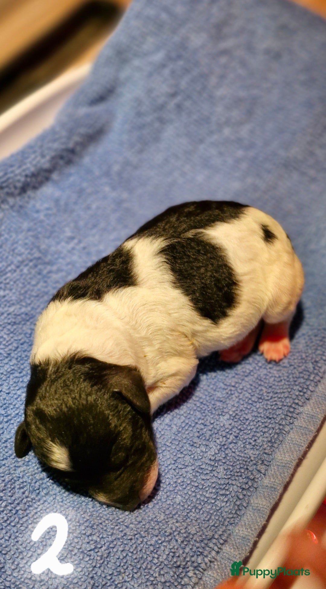 Poedel Toy honden te koop: 3 toy poedel reutjes - Advertentie 4