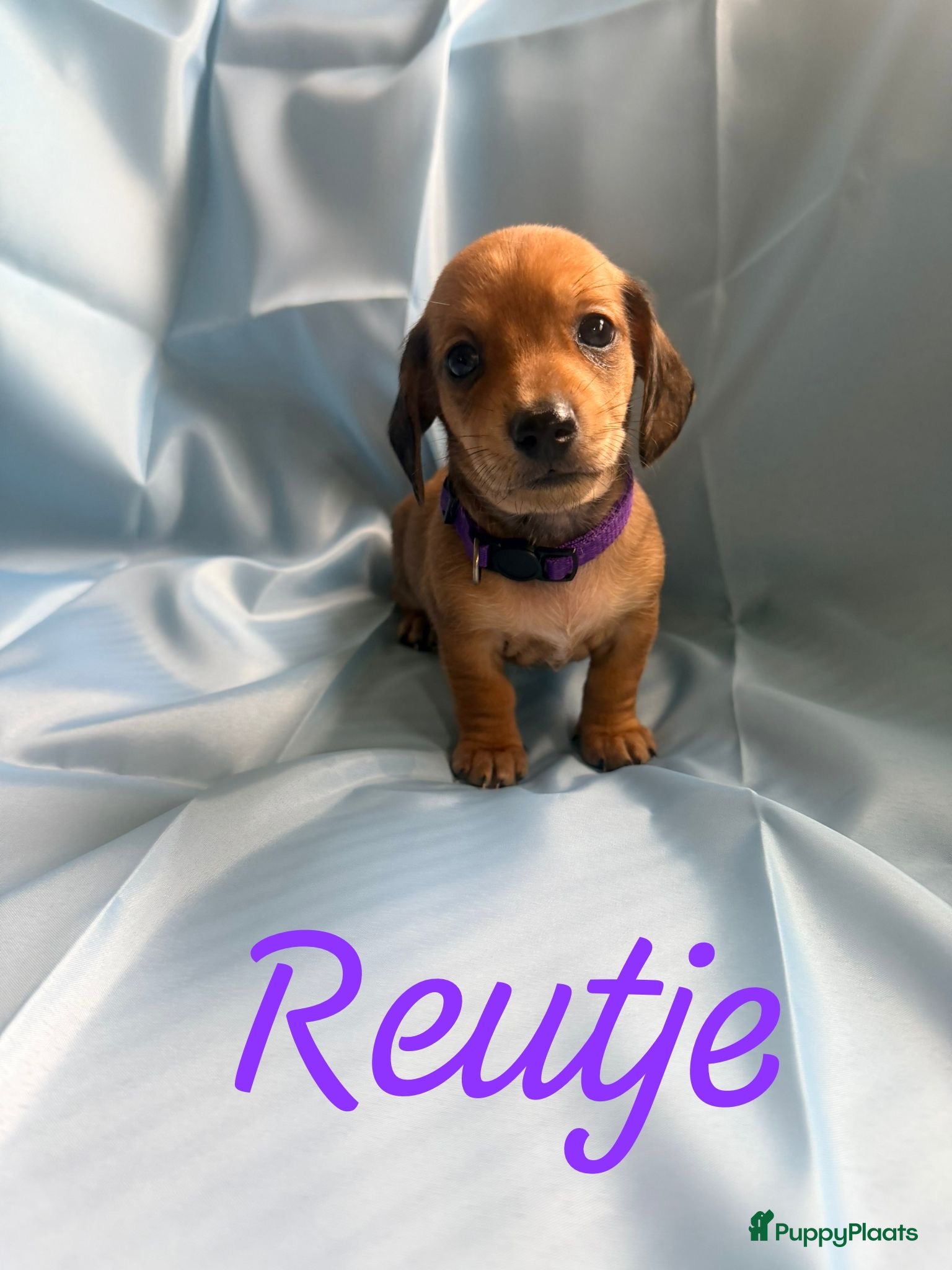 Kruising honden Prachtige teckel pups creme dragend - Advertentie 3