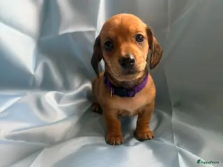 Kruising honden Prachtige teckel pups creme dragend - Advertentie 3