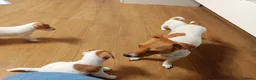 Jack Russel Terriër honden te koop: Jack Russell pups beschikbaar. - Advertentie 1