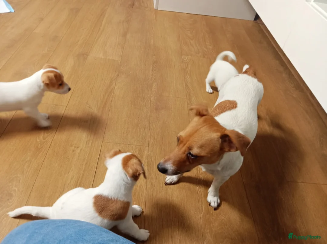 Jack Russel Terriër honden te koop: Jack Russell pups beschikbaar. - Advertentie 1