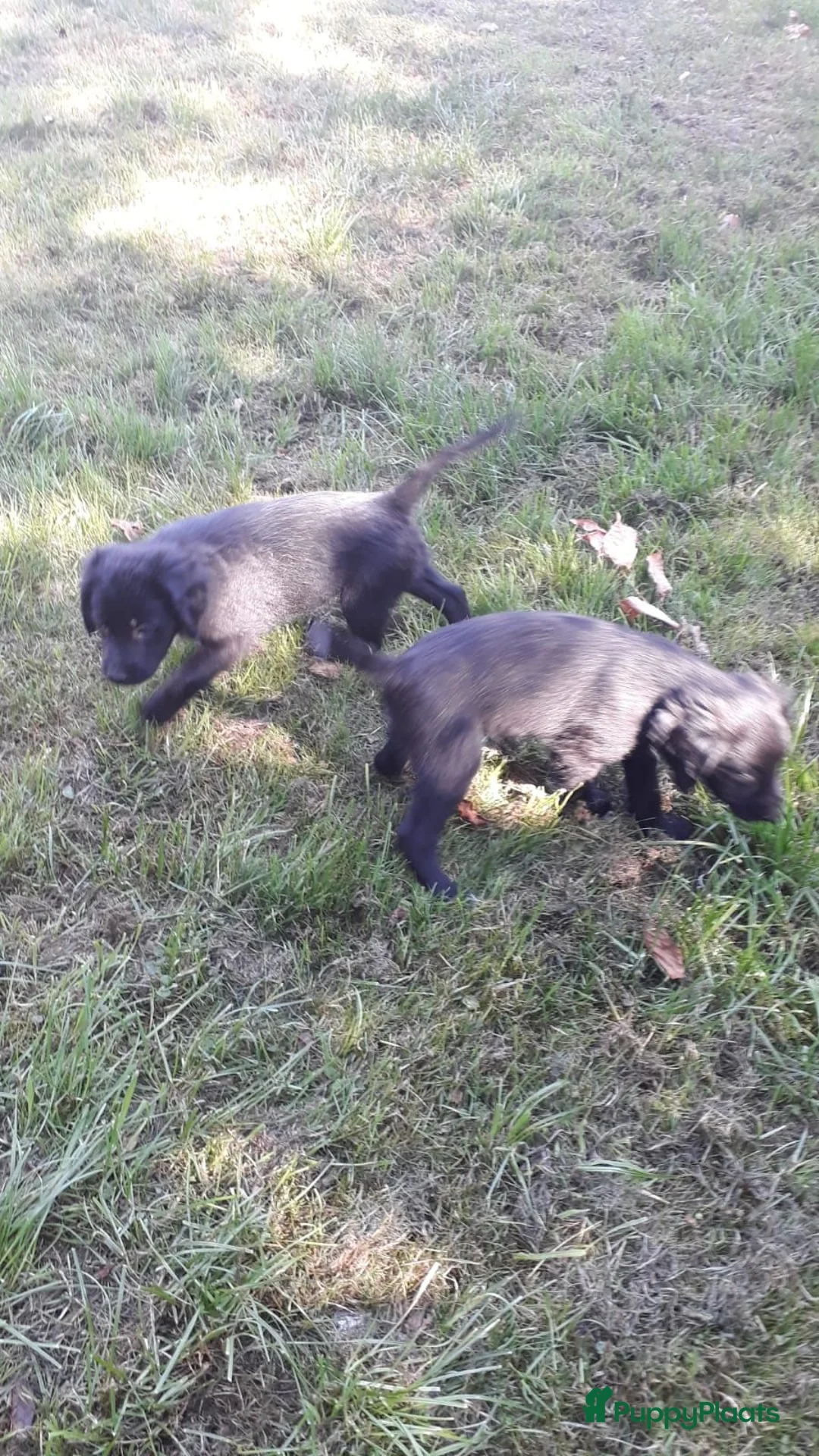 Kruising honden te koop: Prachtige Goldendoole X Friese Stabij pups - Advertentie 23