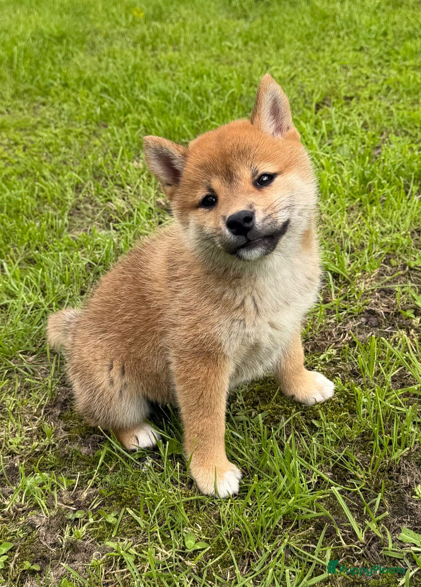 Shiba honden Bijzondere Shiba inu puppies - Advertentie 2