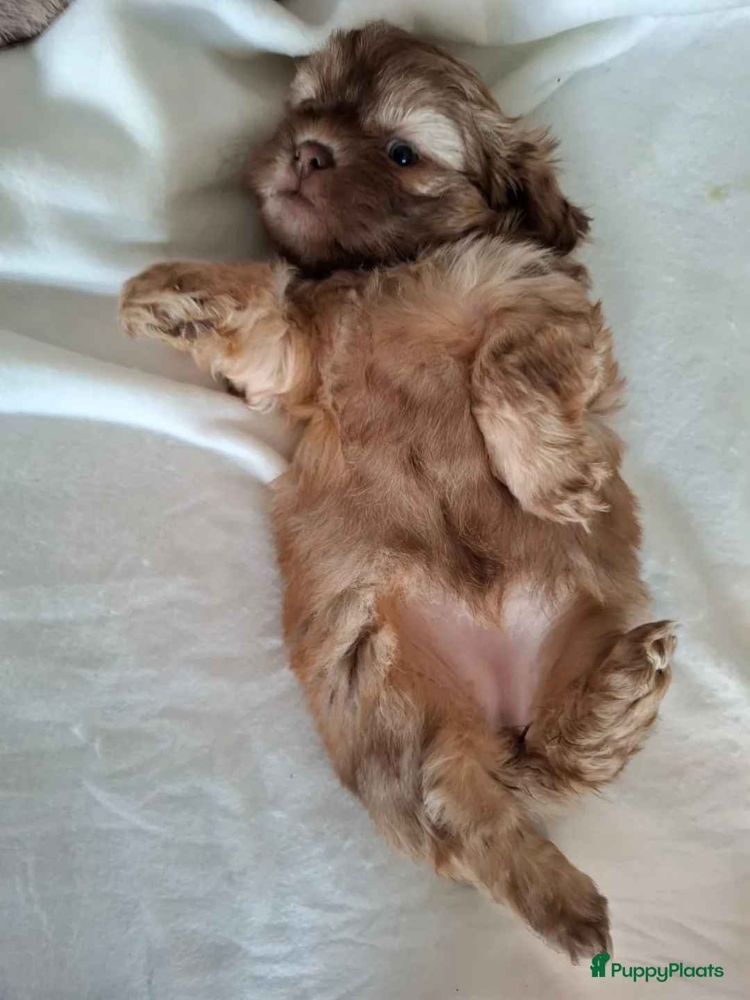 Kruising honden te koop: Mooi nestje boomerpups  - Advertentie 6