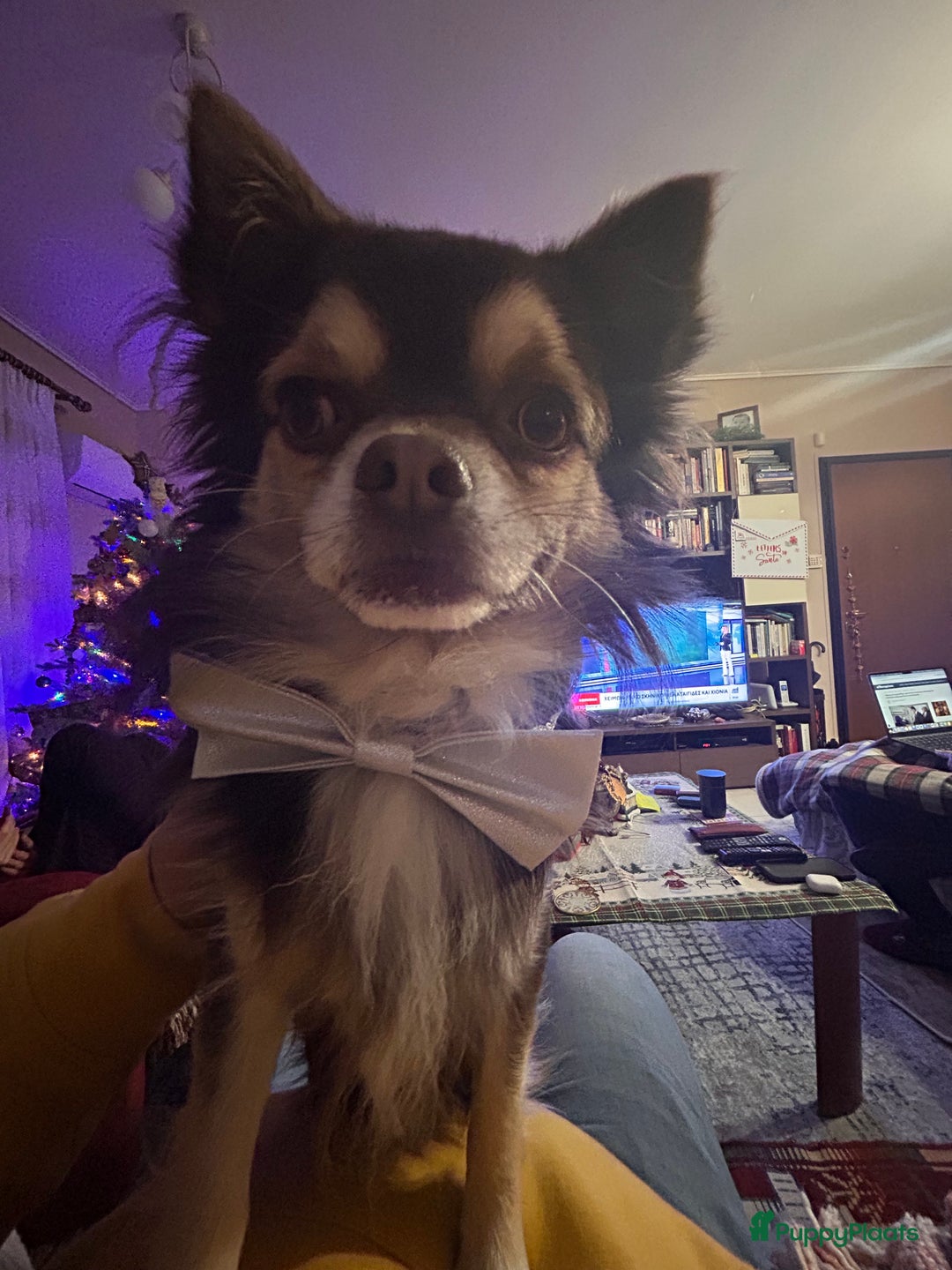 Chihuahua honden te koop: 6 lieve Chihuahua puppy’s - Advertentie 4