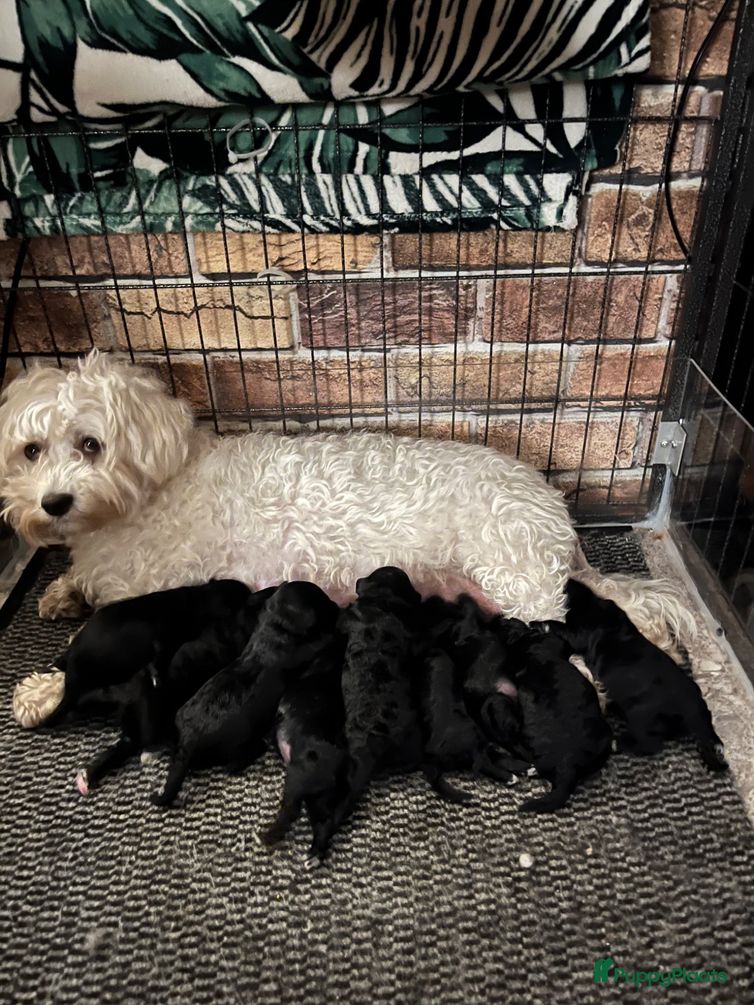 Maltipoo honden Maltipoo - Advertentie 1