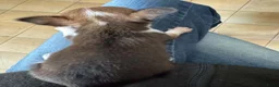 Chihuahua honden te koop: Kortharige chihuahua pups - Advertentie 8