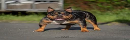 Amerikaanse Bully honden te koop: American Bully pocket pups verwacht  in Amsterdam - Advertentie 3