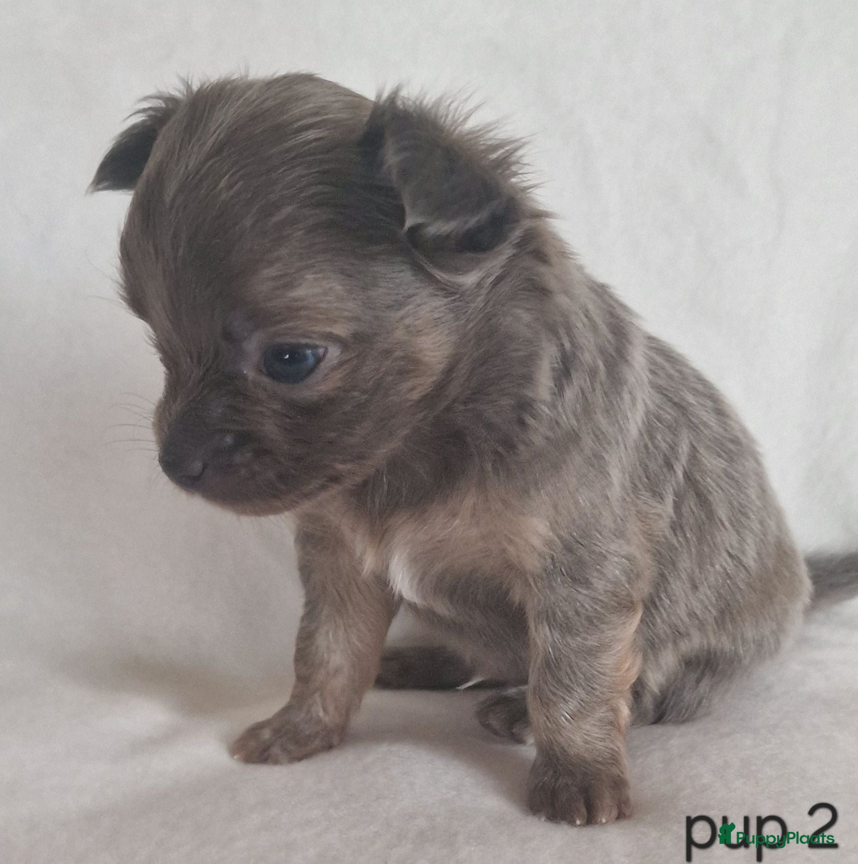 Chihuahua honden Chihuahua pups - Advertentie 2