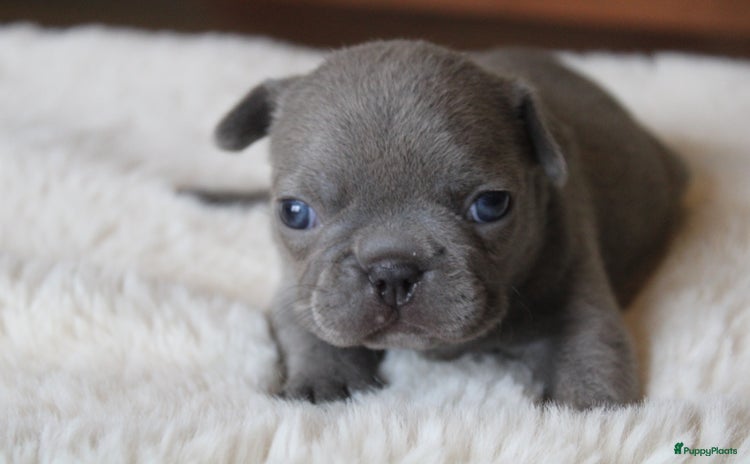 Franse Bulldog honden - Advertentie 1
