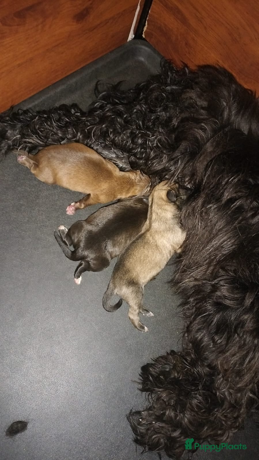 Overig honden Lieve pups - Advertentie 1