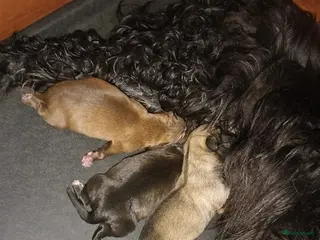 Overig honden Lieve pups - Advertentie 8