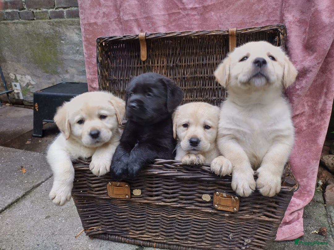 Labrador Retriever honden te koop: schitterend geel labrador reutje beschikbaar.  - Advertentie 3