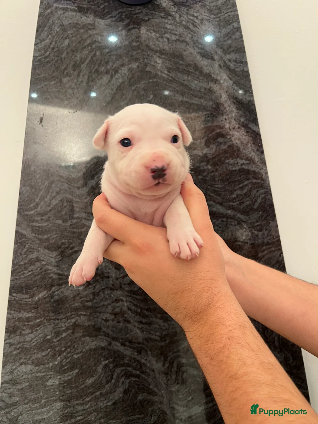 American Staffordshire Terriër honden te koop: Amerikaanse Stafford Pups - Advertentie 12