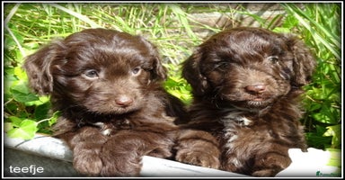 Kruising honden - Advertentie 2