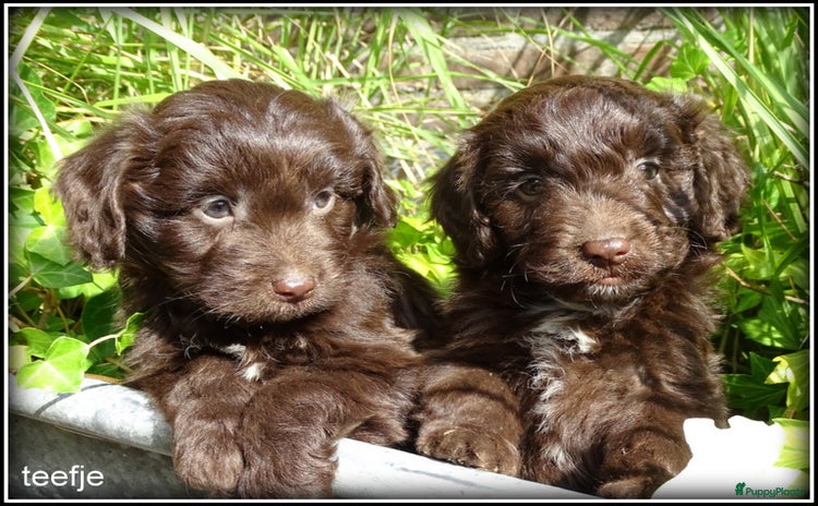 Kruising honden - Advertentie 4
