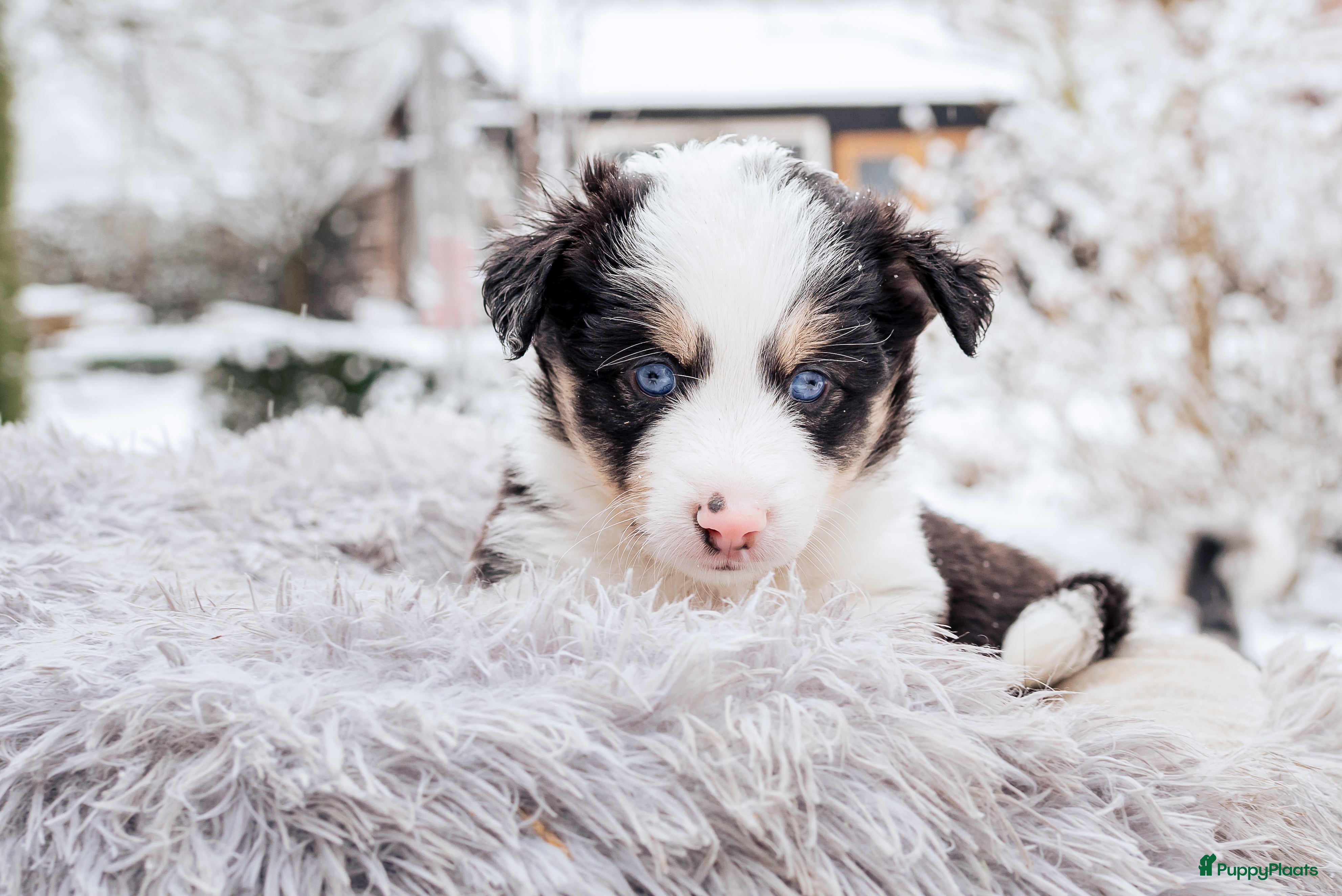 Kruising honden Unieke pups mix populaire rassen en blauwe oogjes! - Advertentie 1