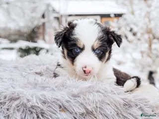 Kruising honden Unieke pups mix populaire rassen en blauwe oogjes! - Advertentie 1
