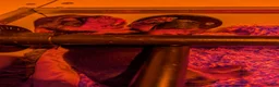 Rottweiler honden te koop: Prachtige Rottweilerpups  - Advertentie 3
