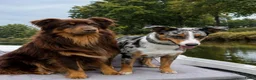 Australian Shepherd honden te koop: Nog 4 mooie austrailian shepherds pups - Advertentie 13