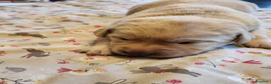 Labrador Retriever Puppy 6