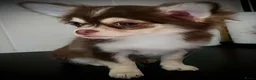 Chihuahua honden te koop: Chihuahua choco husky reu - Advertentie 2