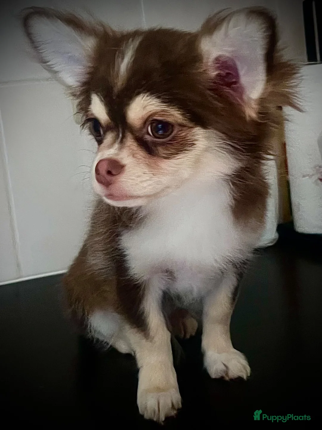 Chihuahua honden te koop: Chihuahua choco husky reu - Advertentie 2