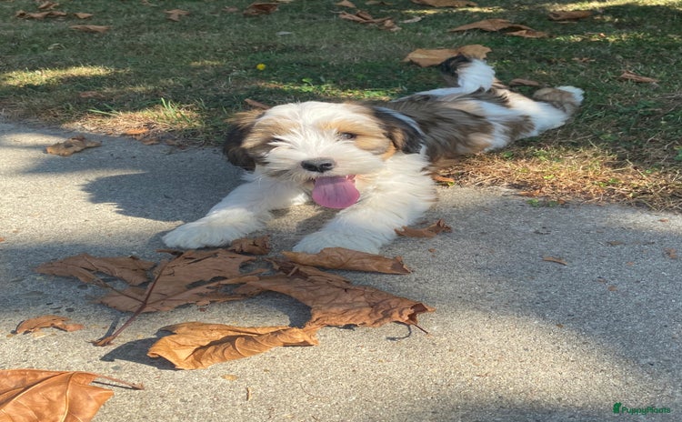Tibetaanse Terriër honden - Advertentie 13
