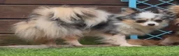 Pomchi honden te koop: 75% chihuahua/25% Pomeriaan pups zoeken huisje - Advertentie 2