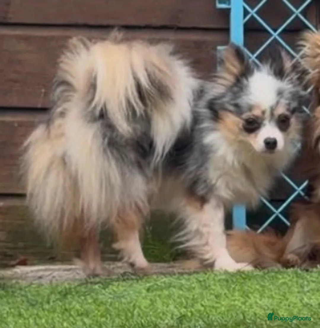 Pomchi honden te koop: 75% chihuahua/25% Pomeriaan pups zoeken huisje - Advertentie 2