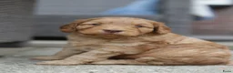 Cockapoo honden te koop: Gastgezin gezocht voor cockapoo reutje  - Advertentie 5