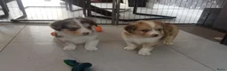 Kruising honden te koop: Border collie x nova scotia duck toller ret. pups - Advertentie 6