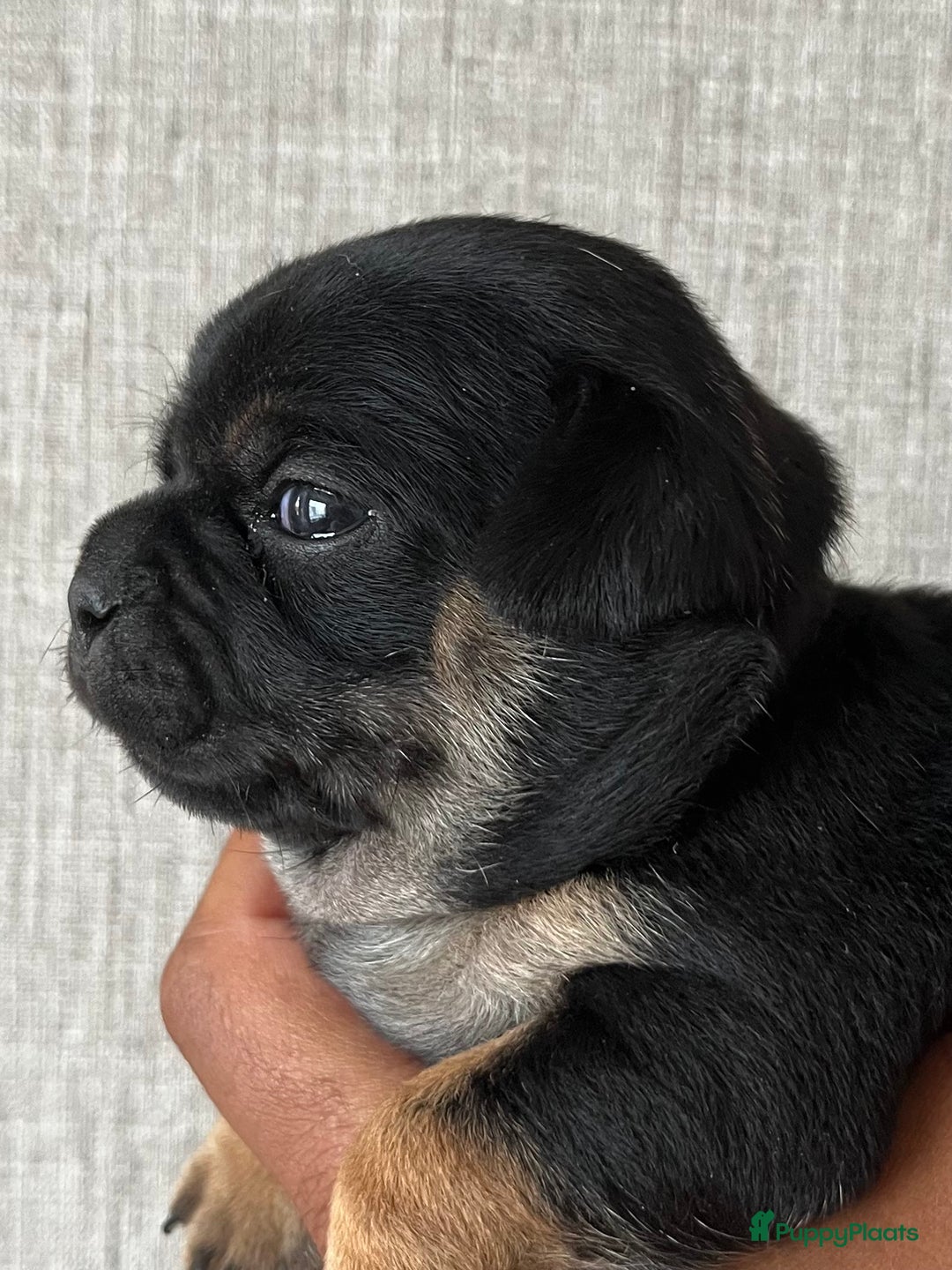 Dwergpinscher honden te koop: Carlin Pinscher Puppy’s te koop - Afbeelding 8