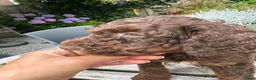 Australian Labradoodle honden te koop: Australian Labradoodle pups - Advertentie 16
