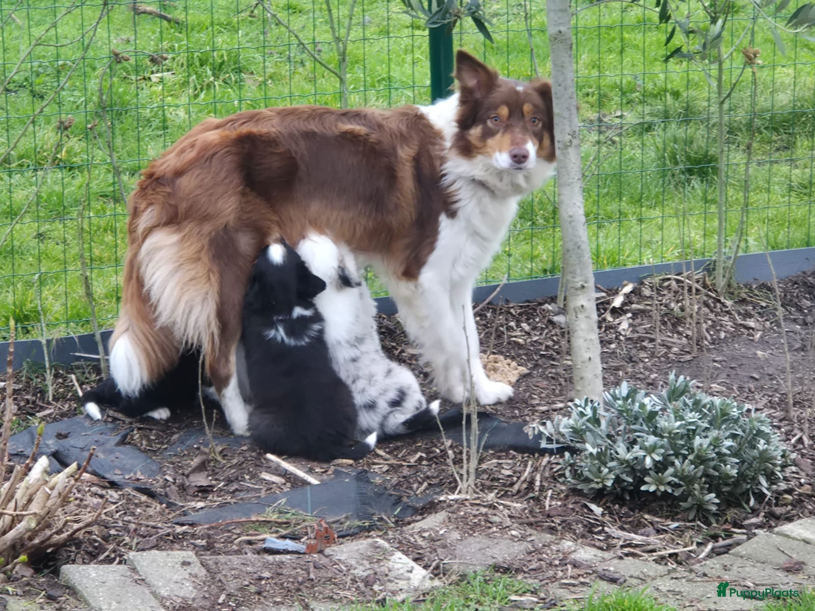 Border Collie honden Border collie puppies geboren op boerderij (BE) - Advertentie 2