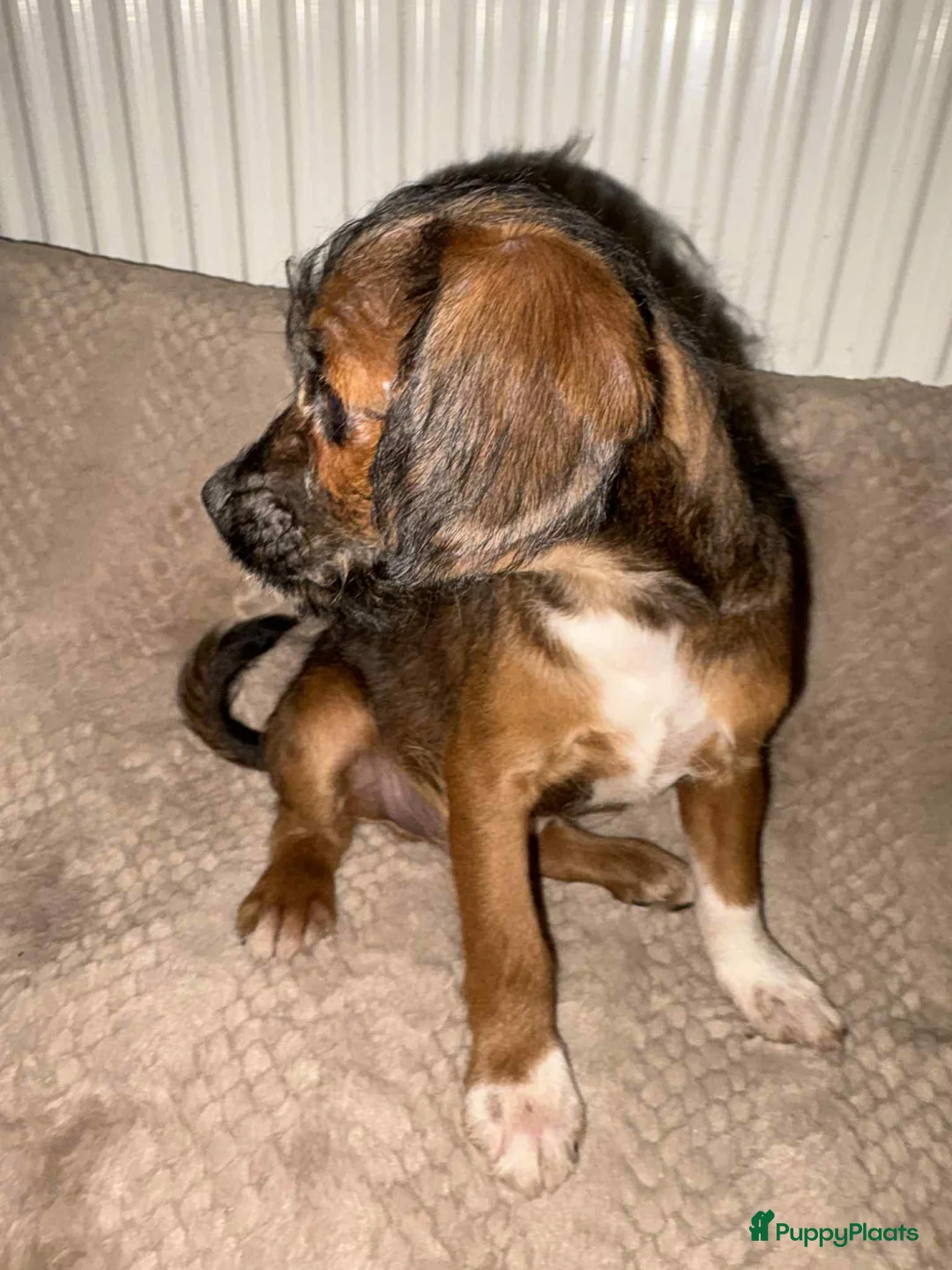 Kruising honden te koop: Laatste 2 knappe reutjes  - Advertentie 7