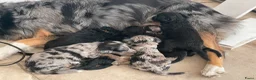 Aussiedoodle honden te koop: Aussiedoodle Aussie/Toy poedel - Advertentie 6