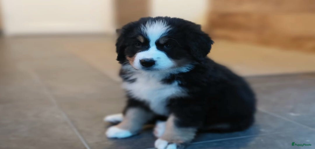 Galerij afbeelding {{count}}