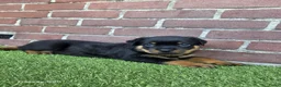 Rottweiler honden te koop: 8 Rottweiler pups. - Advertentie 16
