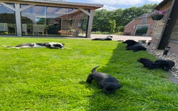 Labrador Retriever honden te koop: Labrador x Friese Stabij pups - Afbeelding 5