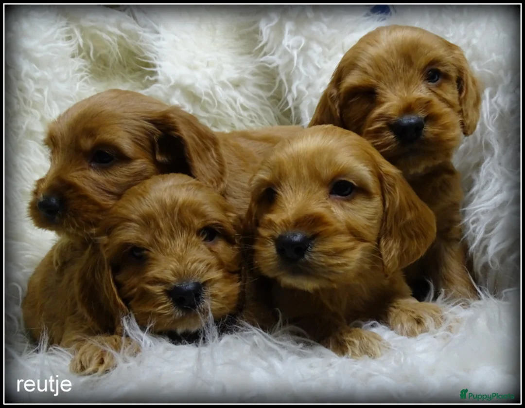 Cockapoo honden te koop: Cockapoo pups - Advertentie 6