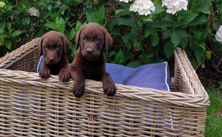 Labrador Retriever honden - Advertentie 7