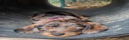 Ruwhaar Teckel honden te koop: Standaard Ruwharige Teckelpups met FCI stamboom  - Advertentie 4