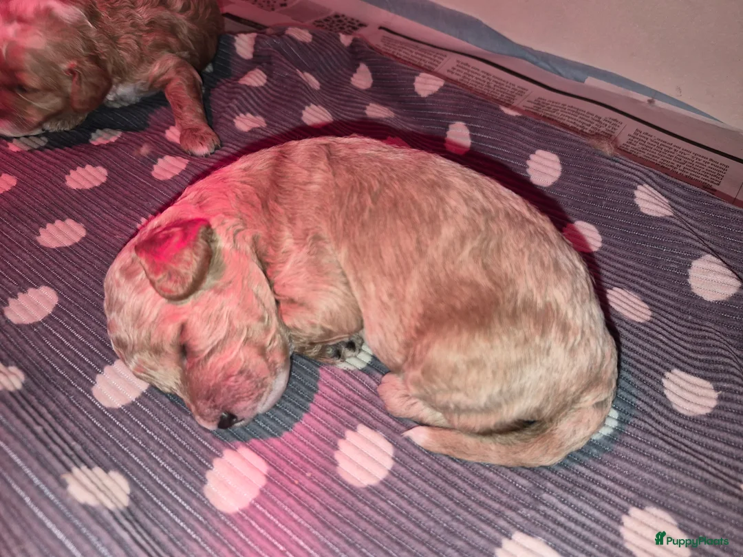 Maltipoo honden te koop: Maltipoo reu - Advertentie 3