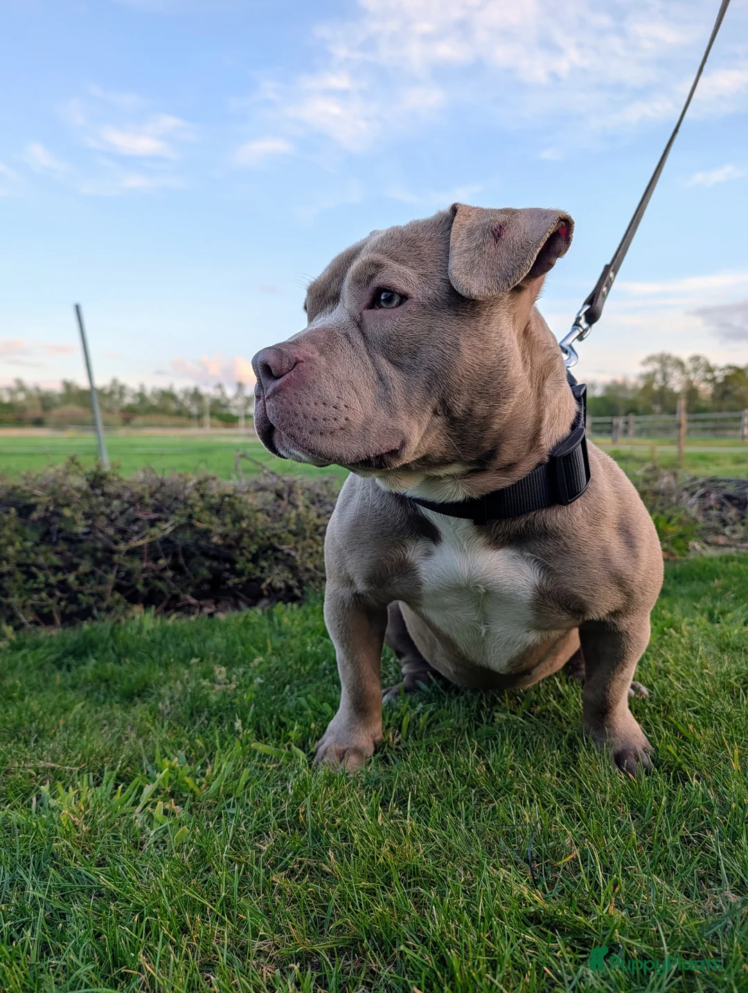 Amerikaanse Bully honden te koop: Herplaatsingsadres gezocht voor 10 mnd teefje - Advertentie 2