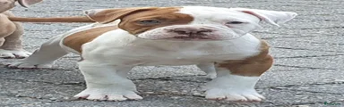 Amerikaanse Bulldog 7