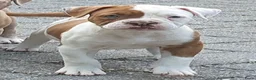 Amerikaanse Bulldog honden te koop: Mooie Amerikaanse Bulldog pups  - Advertentie 26