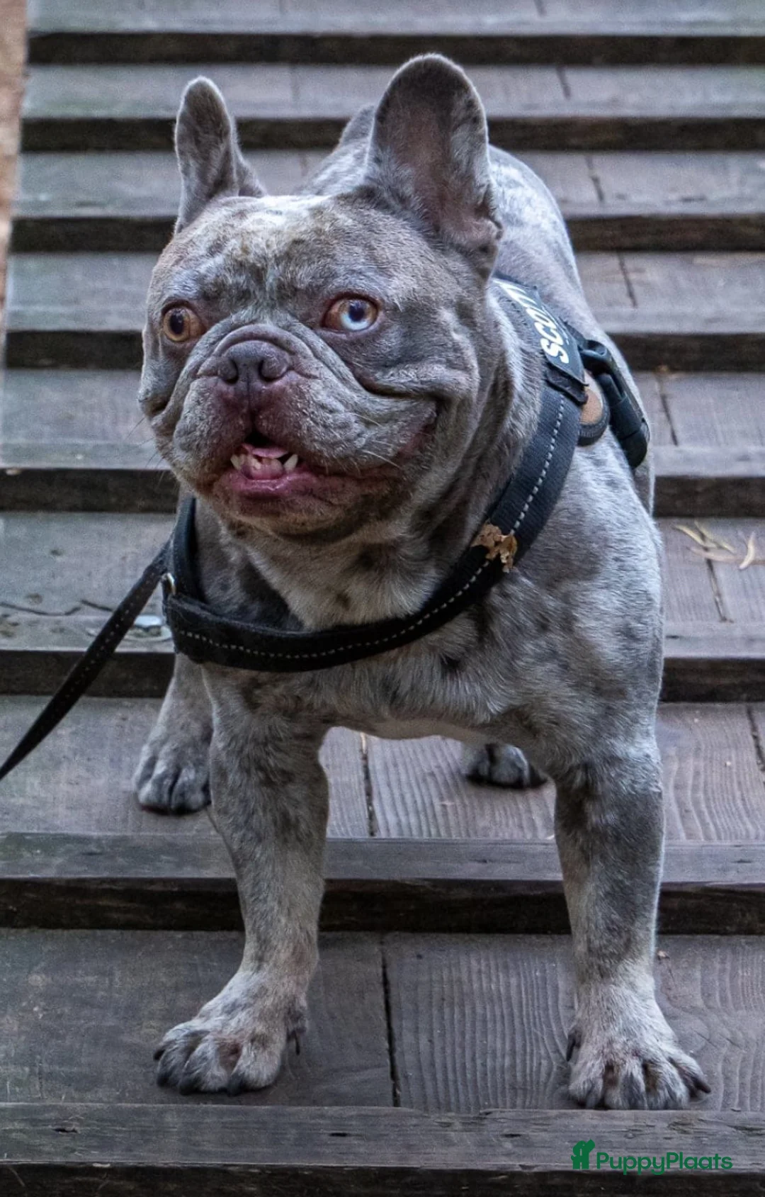 Franse Bulldog honden te koop: Nestaankondiging  - Advertentie 2