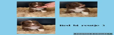 Australian Shepherd 3